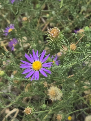 Machaeranthera tanacetifolia