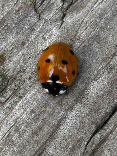 Seven-spotted Lady Beetle
