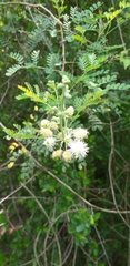 Mimosa malacophylla