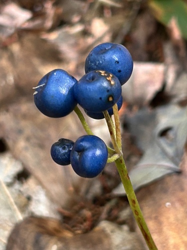 bluebead lily
