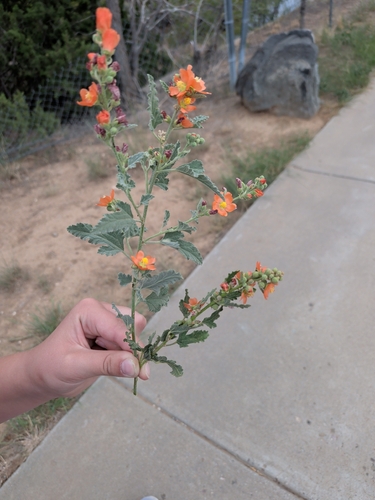 narrowleaf globemallow
