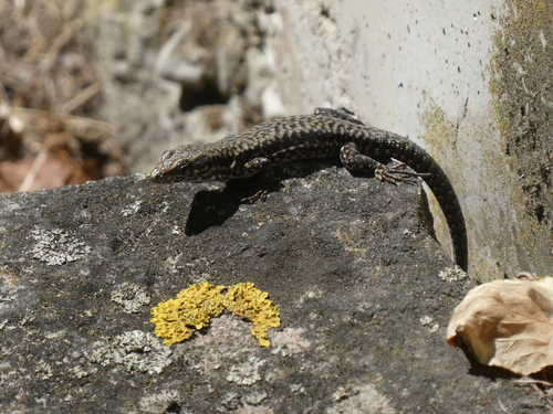 Common Wall Lizard