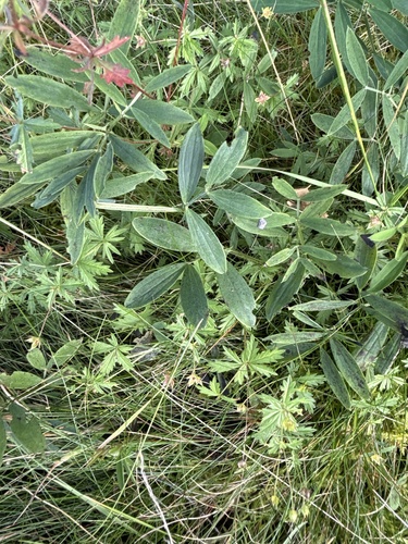 Lathyrus linifolius, photograph 4