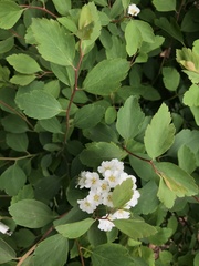 Spiraea × vanhouttei