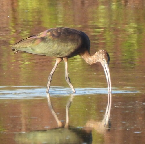 iNaturalist image