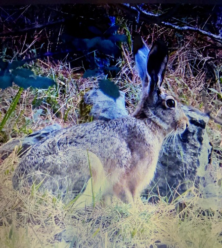 Brown Hare