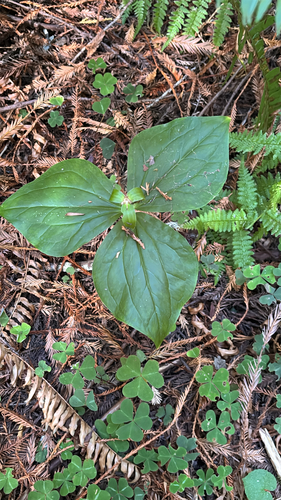 Trillium ovatum, photograph 6