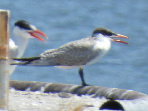 iNaturalist image