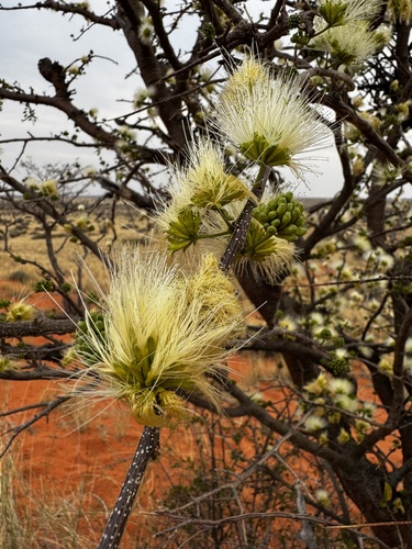 worm-cure false-thorn