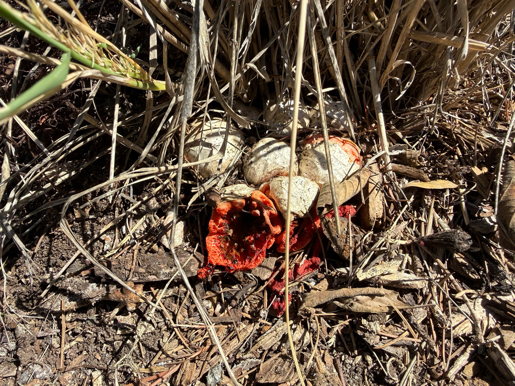 red-cage fungus · September 2026 · photo: Photo: no rights reserved · iNaturalist