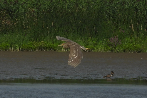 iNaturalist: (c) taylorse, some rights reserved (CC BY-NC), uploaded by taylorse iNaturalist image