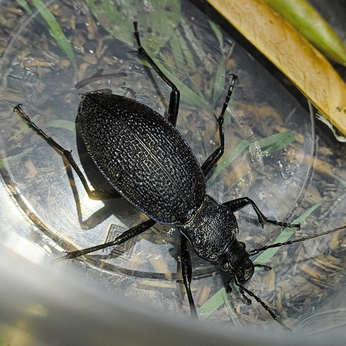 Carabus caelatus
