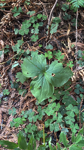 Trillium ovatum, photograph 5