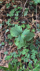 (c) StarStats, some rights reserved (CC BY) Trillium ovatum, photograph (c) StarStats, some rights reserved (CC BY)