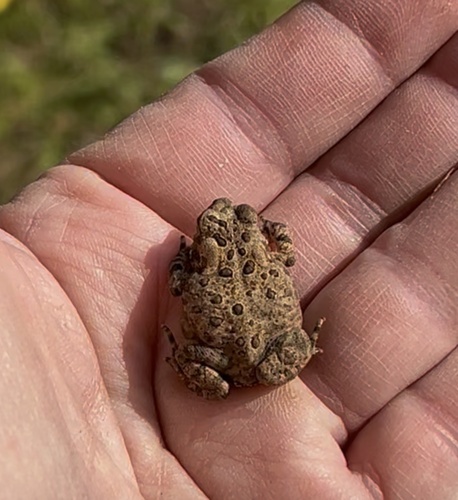 Eastern American Toad