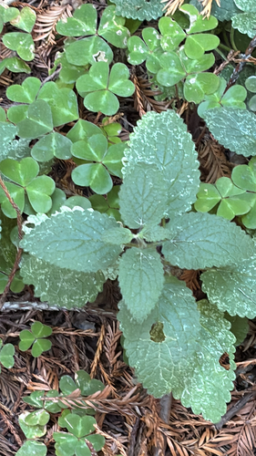Stachys rigida, photograph 1