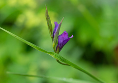 Gladiolus tenuis