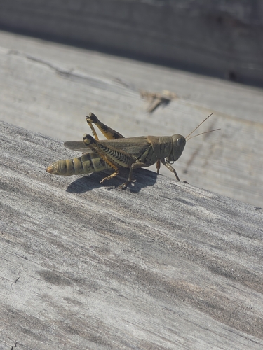 Differential Grasshopper