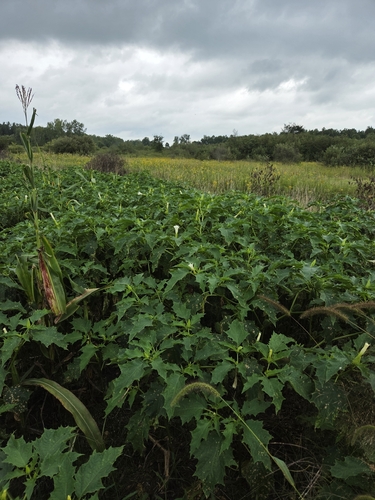 jimsonweed