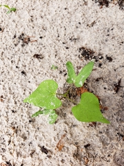 Ipomoea