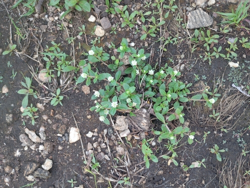 prostrate globe-amaranth