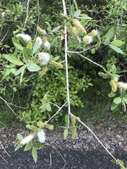 Salix monticola