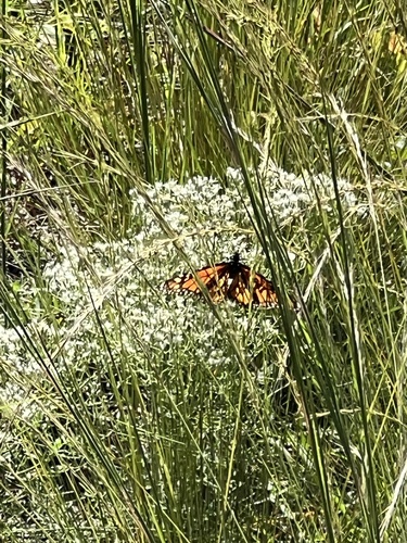 Monarch