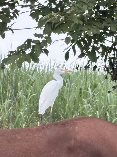 iNaturalist image
