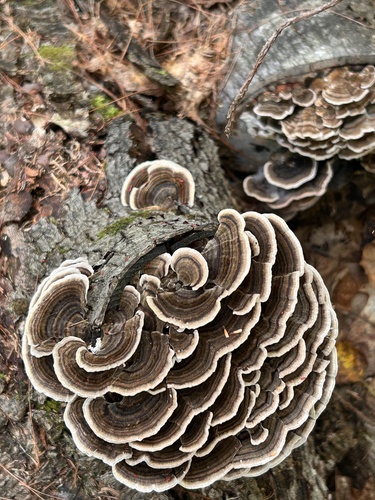turkey-tail