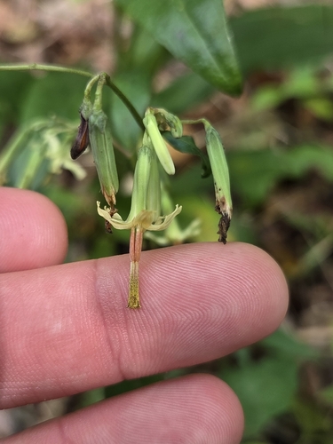 tall rattlesnake root