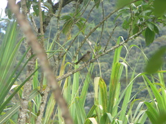 Turdus maculirostris