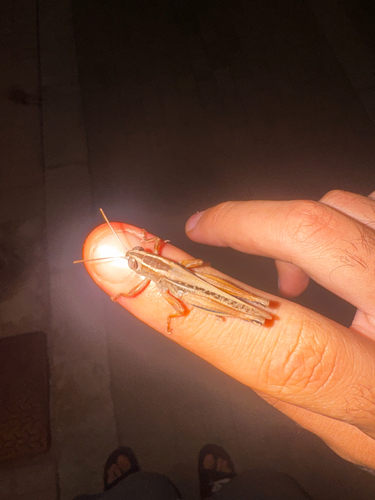 Lamenting Grasshopper
