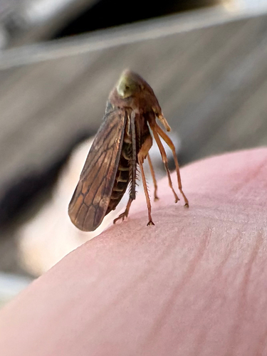 Coppery Leafhopper