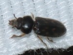 Heterocerus fenestratus