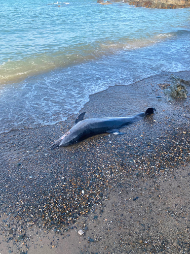 Common Dolphin