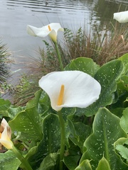 Zantedeschia