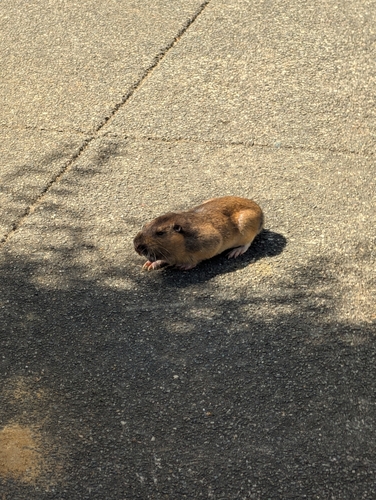 Northern California pocket gopher