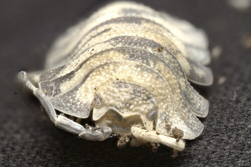 Porcellio spatulatus