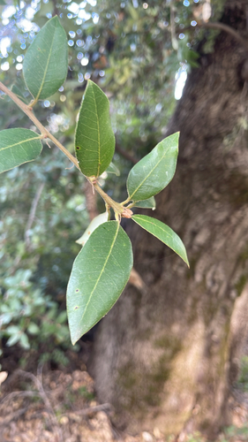 Canyon Live Oak seen in Sonoma Valley