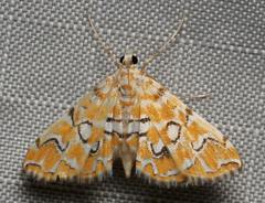 Elophila icciusalis