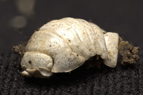 Armadillidium nasatum sardoum