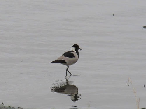 iNaturalist: (c) Africa Gomez, some rights reserved (CC BY-NC), uploaded by Africa Gomez iNaturalist image