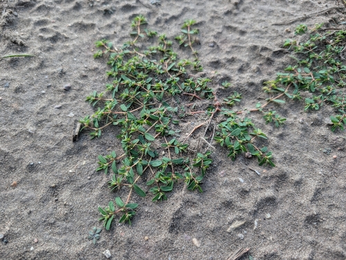Ribseed Sandmat