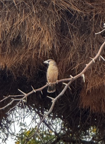 Sociable Weaver