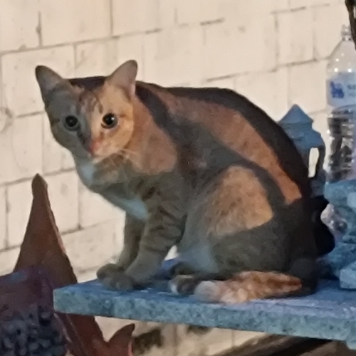 Domestic Cat