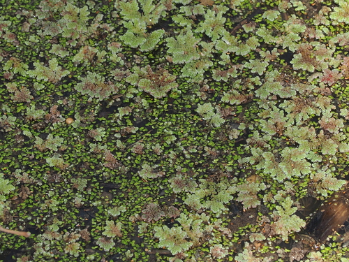 Azolla rubra, photograph 2