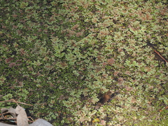 (c) Lucas Christofides, some rights reserved (CC BY) Azolla rubra, photograph (c) Lucas Christofides, some rights reserved (CC BY)