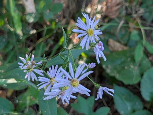 Lindley's Aster