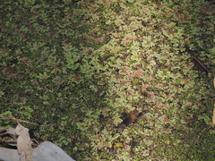 (c) Lucas Christofides, some rights reserved (CC BY) Azolla rubra, photograph (c) Lucas Christofides, some rights reserved (CC BY)