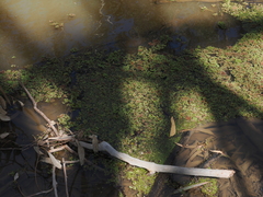 (c) Lucas Christofides, some rights reserved (CC BY) Azolla rubra, photograph (c) Lucas Christofides, some rights reserved (CC BY)